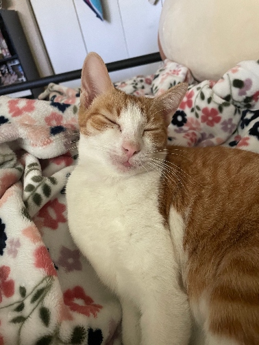 cat sleeping